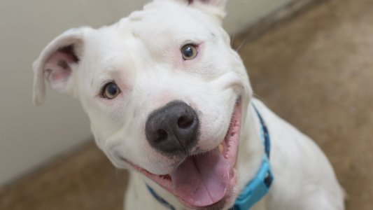 Hermosa Pitbull busca novio