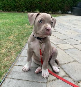 Cachorro Pitbull en Adopción